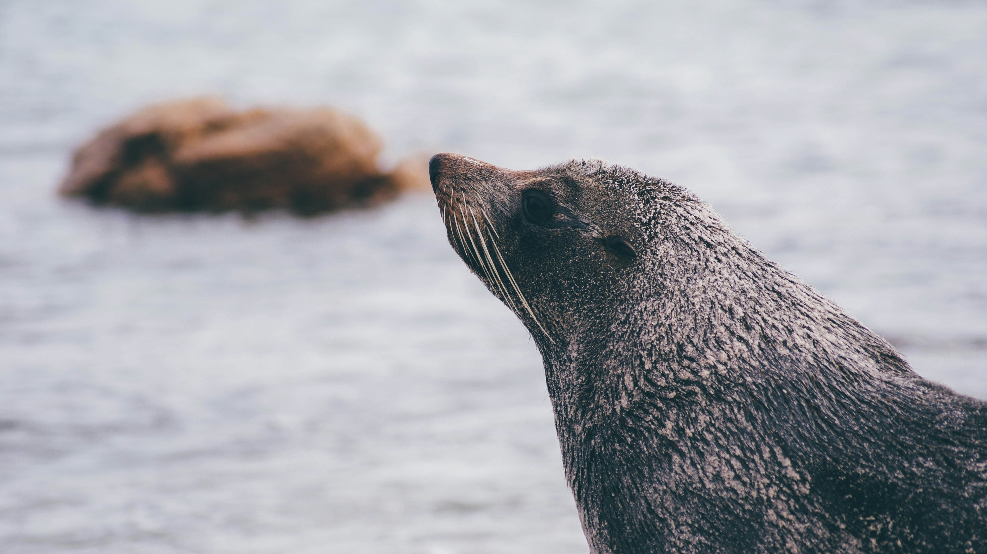 selective focus photography of black animal near body of water